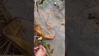 Download lagu Ternyata Mudah Sekali Menemukan Dan Menangkap ikan Channa limbata di Spot ini mp3 Download lagu Ternyata Mudah Sekali Menemukan Dan Menangkap ikan Channa limbata di Spot ini mp3