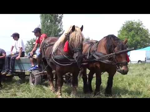 Targul de Cai de la Bontida, Cluj 03.07.2016