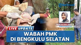 Wabah PMK Menyerang Puluhan Sapi di Bengkulu Selatan, Pemkab Siapkan 800 Vaksin untuk Pencegahan
