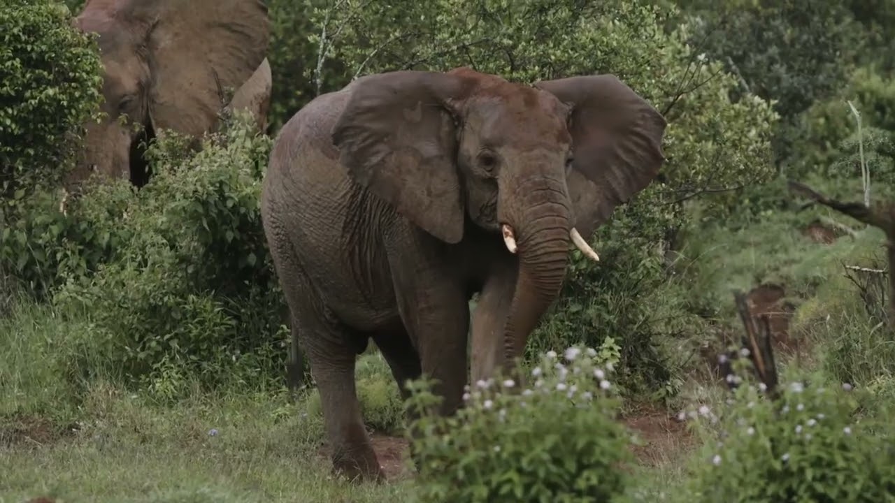 Safeguarding Africa’s Elephants Through Partnership and Coexistence
