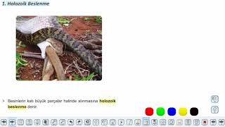 Eğitim Vadisi 10.Sınıf Biyoloji 15.Föy Canlılarda Beslenme Şekilleri Konu Anlatım Videoları