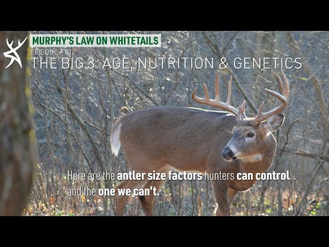 The Big 3: Age, Nutrition & Genetics [Murphy's Law On Whitetails]