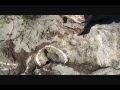 On The Hunt Joe Batts Arm Fogo Island NL