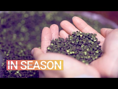 為什麼在美國很難找到四川花椒--季節性（S1E1 (Why It’s So Hard to Find Sichuan Peppercorns in America - In Season (S1E1))