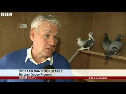 Drugs reportedly found in blood samples from Belgian racing pigeons