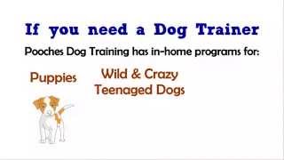 preview picture of video 'Dog Training Basking Ridge NJ - FREE CONSULT - 800-906-1560'
