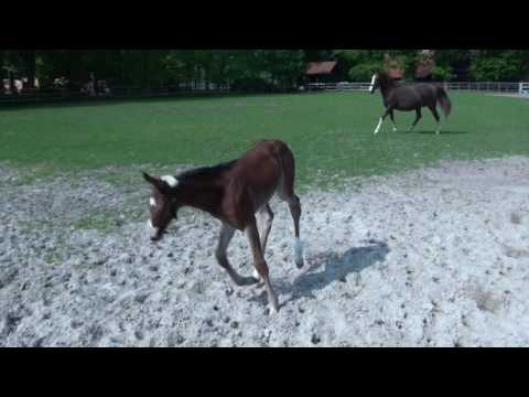 Casallco Hengstfohlen aus Masilva Mai 16