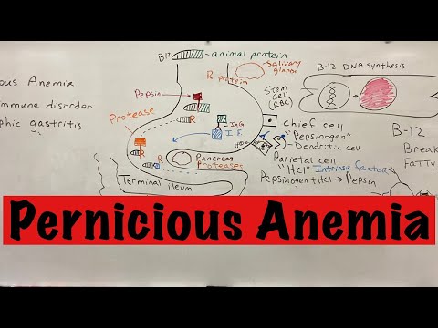 Pernicious Anemia A Simple Explanation