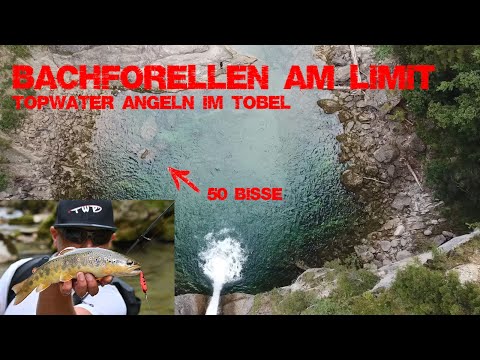 Bachforellen am Limit