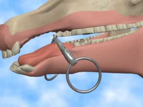 The effects of the bit part 1