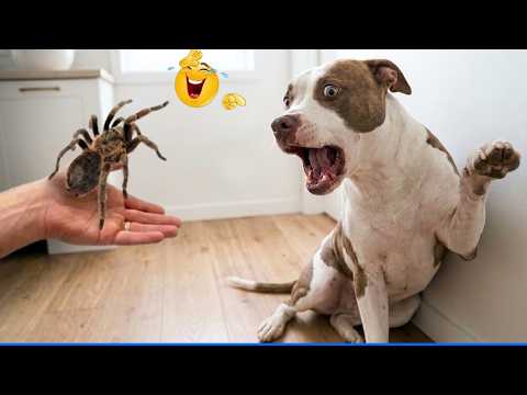 Laugh Out Loud With The Funniest Animal Videos 😹🐶 The Funniest Cat & Dog Moments Compilation