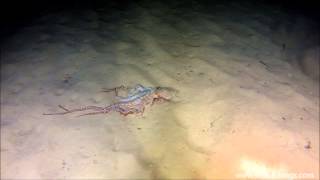 Night dive in Marsalforn Bay November 2012