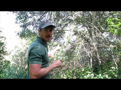 Locating Narina trogon- St Lucia South Africa