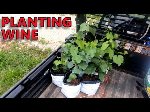 How-to Lay Out and Plant a Vineyard Row – Part 4