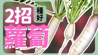 跟高/糕有關係，但不姓胡！關於蘿蔔的3件事 | How to grow Radish |《葛斯怎麼種》44