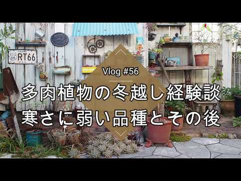 耐寒性屋外多肉植物 寒さに負けない5品種  庭園