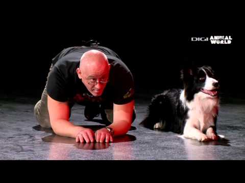 ,,Digi Animal Club" de duminica, 19 aprilie 2015