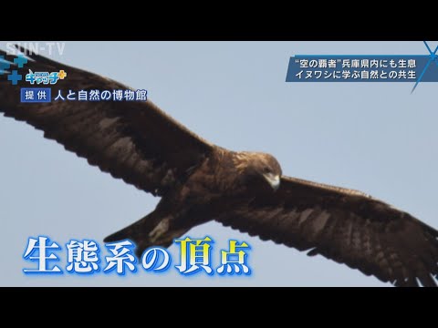 , title : '「空の覇者」兵庫県内にも生息 イヌワシから学ぶ 自然との共生'