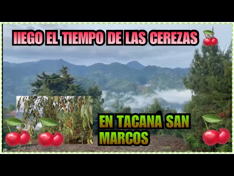 Llego el Tiempo de las cerezas 🍒 en tacaná San Marcos 