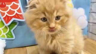 スコティッシュフォールドの動画01