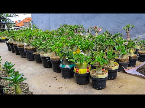 , title : 'Cara Mencegah Bibit / Seedling Adenium Tumbuh Kerdil susah Besar ( SUBTITLE ) Desert Rose Bonsai'