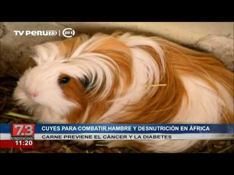 Cuyes para combatir hambre y desnutrición en África