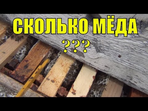 Сколько Мёда принесли пчелы в магазины за 1,5 недели на рапсе. Кочевая пасека