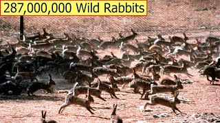 How To Deal With 287 Million Wild Rabbits Of Australian Farmers - Farming Documentary