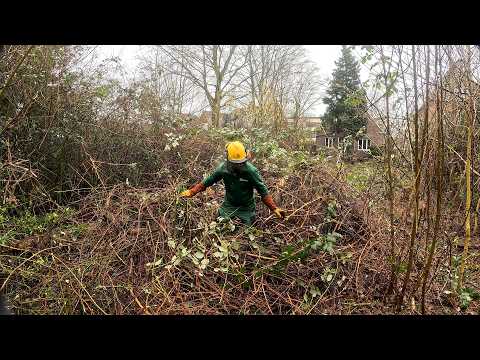 For 15 Years, Blackberry Vines TOOK OVER and DESTROYED this Yard