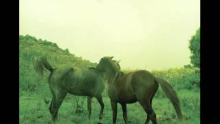 Marcelo Camelo - Santa Chuva