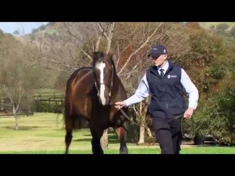 Onemorenomore at the 2015 Vinery stallion parade