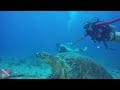 An underwater frame grab showing the vibrant coral of Horseshoe Reef in Honolulu.