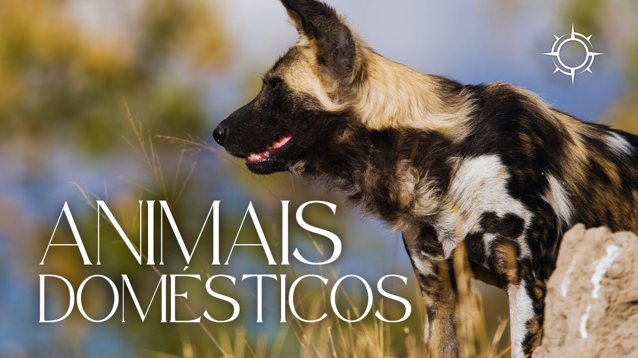 Qual é a diferença entre animais selvagens e domésticos? | Mundo Animal | Origens