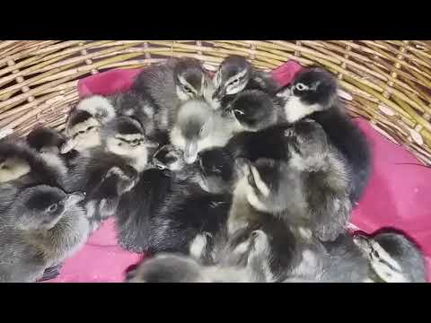 Boboci din rasa rațe alergatoare indiene 30.04.2021