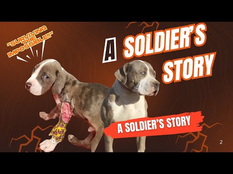BGK’s Soldier: American Bully Puppy Who Survived the Impossible… Until This Happened | Documentary