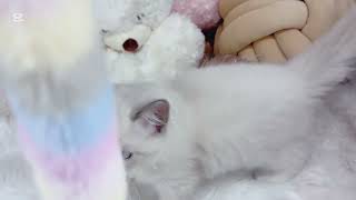 ラグドールの動画01