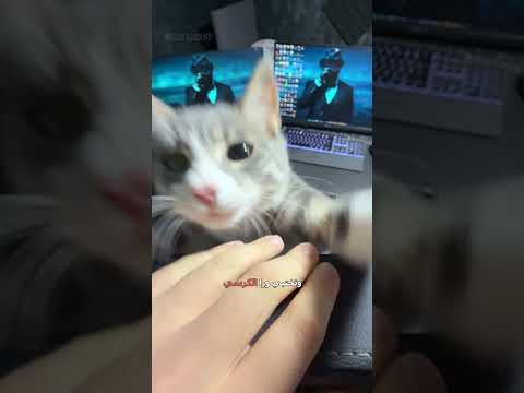 كيف تلعب قطوس؟😸 | #دبلجة_مضحكة #اكسبلور #السعودية #دوبلاج #mrkingo #shorts