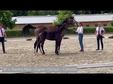 Siegerfohlen v. Kamino Real a.d. Thea v. Captain Olympic - Cellestial