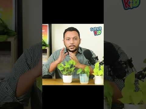 Play with plants | Caring and Responsibility | Child development | Tanzil Hasan