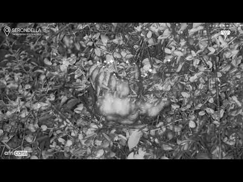 Frogs Create Foam Nest