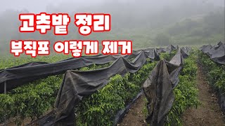 고추밭 정리 1단계 부직포 정리는 이렇게 [고추재배방법]