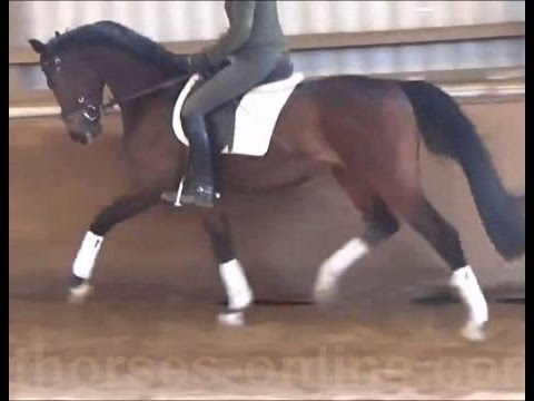 SOLD 2013 Hanoverian gelding by FOUNDATION not shoed ! www.sporthorses-online.com