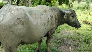 Pertemuan Dua Kawan Masa Kecil Yang Lama Terpisahkan Di Dua Kelompok Betina