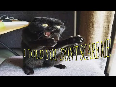 How i tease my Black Cat? || Rookie Catalan