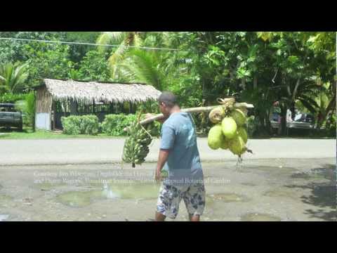 Breadfruit Tree in Tropical Greenhouse