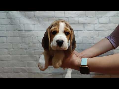 Beagle puppy for sale