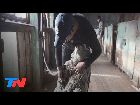 Malnatti: 10 DÍAS COMO UN ESQUILADOR DE OVEJAS (Programa Completo 16/10/22)
