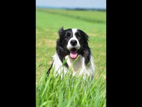 Tábor 2017 I Iziček