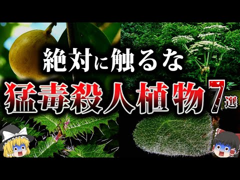 フランスでは摘み取りが禁止されている植物 ミモザで保護されている 枝を折ると取り返しのつかない被害を引き起こす可能性がある