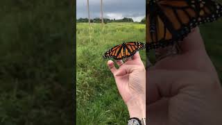 Releasing 30 Butterflies